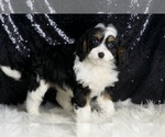 Small Photo #5 Cavapoo Puppy For Sale in WARSAW, IN, USA