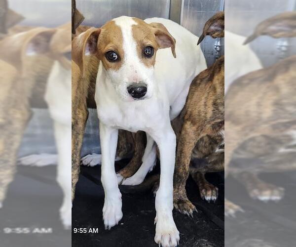 Medium Photo #1 American Staffordshire Terrier Puppy For Sale in San Antonio, TX, USA