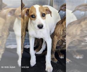 American Staffordshire Terrier Dogs for adoption in San Antonio, TX, USA