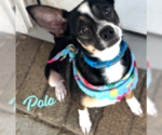 Small Chihuahua Mix