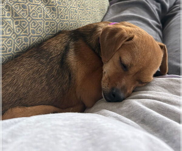 Medium Photo #9 Chihuahua Puppy For Sale in Oak Bluffs, MA, USA