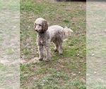 Small Photo #2 Poodle (Standard) Puppy For Sale in LOUISA, VA, USA