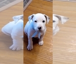 Small Photo #33 American Pit Bull Terrier-Labrador Retriever Mix Puppy For Sale in MOORESBORO, NC, USA