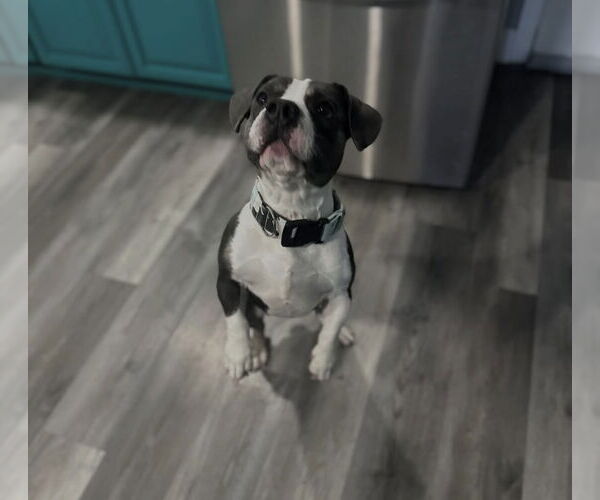 Medium Photo #2 Beabull Puppy For Sale in Las Vegas, NV, USA