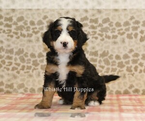 Miniature Bernedoodle Puppy for sale in DENVER, PA, USA