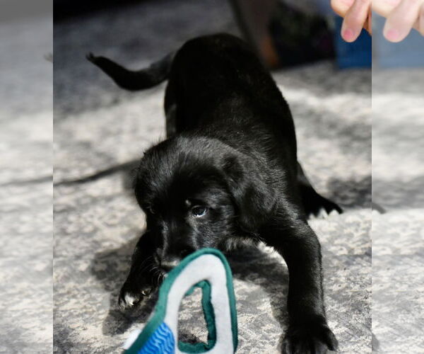 Medium Photo #5 Labrador Retriever-Unknown Mix Puppy For Sale in Mechanicsburg, PA, USA
