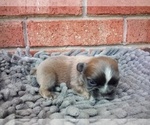 Puppy Bl Fawn Fluffy French Bulldog