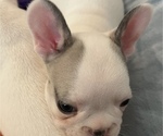 Small Photo #1 French Bulldog Puppy For Sale in FORT MYERS, FL, USA