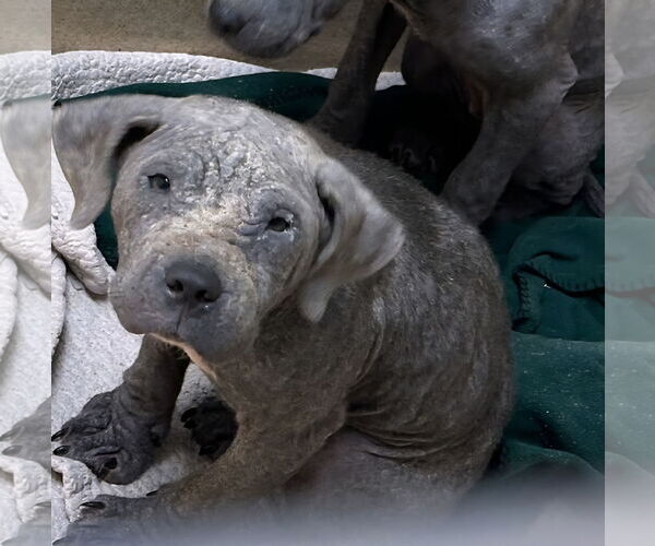 Medium Photo #4 American Pit Bull Terrier-American Staffordshire Terrier Mix Puppy For Sale in Chester, VA, USA