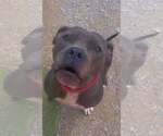 Small #7 Mutt