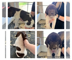 German Shorthaired Pointer Puppy for sale in LUBBOCK, TX, USA