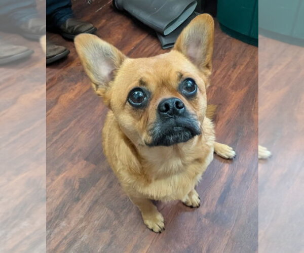 Medium Photo #4 Frenchie Pug Puppy For Sale in Ellijay, GA, USA