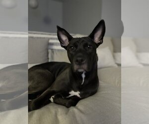 Basenji-Labrador Retriever Mix Dogs for adoption in SHERBURNE, NY, USA
