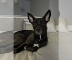 Small Photo #1 Basenji-Labrador Retriever Mix Puppy For Sale in SHERBURNE, NY, USA