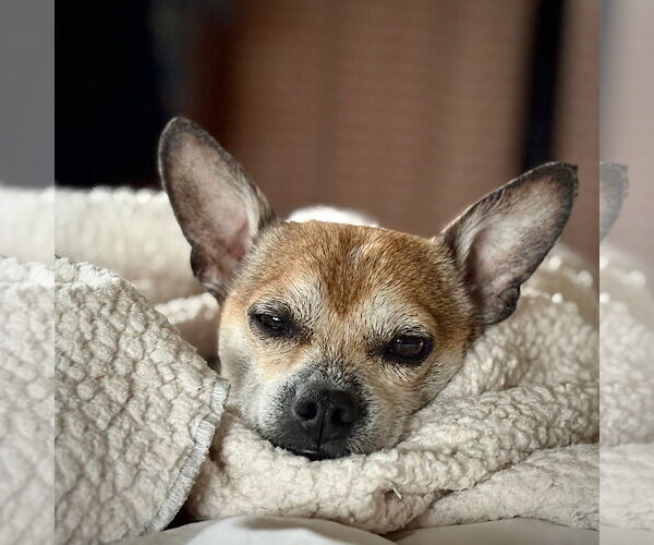 Medium Photo #3 Rat Terrier Puppy For Sale in Atlanta, GA, USA