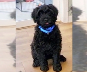 Portuguese Water Dog Puppy for sale in KENOSHA, WI, USA