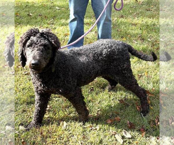Medium Photo #3 Poodle (Miniature)-Unknown Mix Puppy For Sale in Yardley, PA, USA