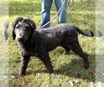 Small #2 Poodle (Miniature) Mix