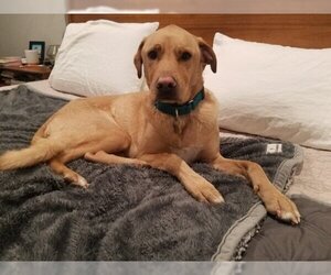 Golden Retriever-Unknown Mix Dogs for adoption in Los Angeles, CA, USA