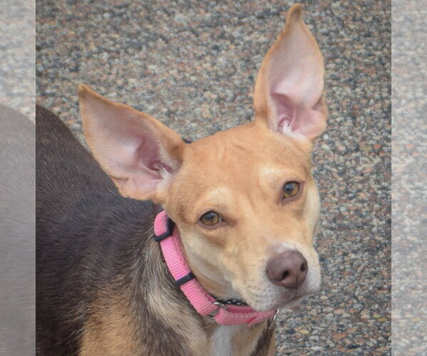 Medium Photo #5 Feist Terrier-Italian Greyhound Mix Puppy For Sale in Huntley, IL, USA