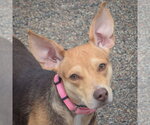 Small #4 Feist Terrier-Italian Greyhound Mix