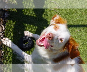 Brittany Dogs for adoption in Curwensville, PA, USA