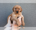 Puppy Yellow Golden Retriever