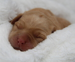 Small #1 Labrador Retriever