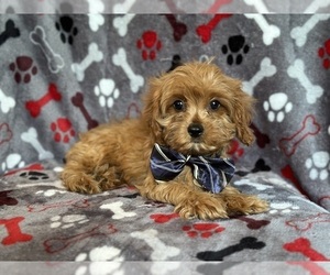 Cavapoo Puppy for sale in LAKELAND, FL, USA