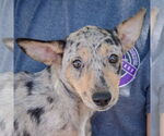 Small #4 Australian Shepherd-Catahoula Leopard Dog Mix