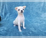 Small Photo #6 Chihuahua-Unknown Mix Puppy For Sale in San Francisco, CA, USA