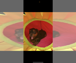 Small #1 Yorkshire Terrier