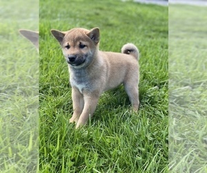 Shiba Inu Puppy for sale in CANOGA, NY, USA