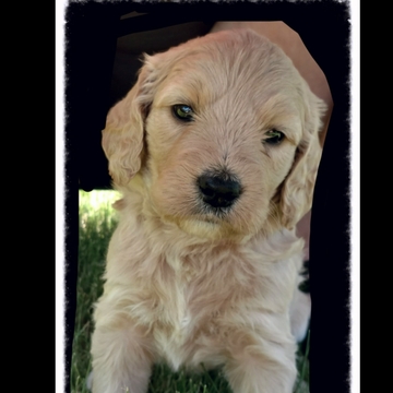 Medium Photo #1 Goldendoodle Puppy For Sale in COLLBRAN, CO, USA