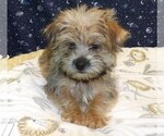 Small Photo #13 Morkie Puppy For Sale in PATERSON, NJ, USA