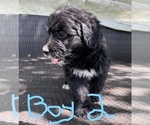 Small Photo #3 Aussiedoodle Puppy For Sale in MIDDLETOWN, OH, USA