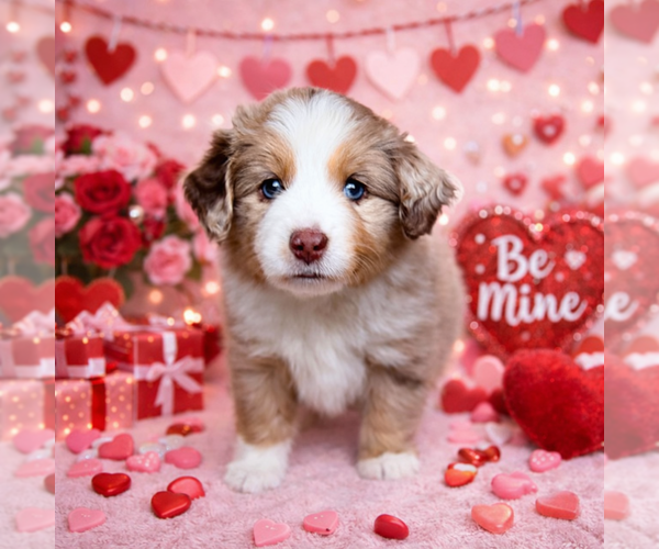 Medium Photo #4 Miniature Australian Shepherd Puppy For Sale in ANTHONY, FL, USA