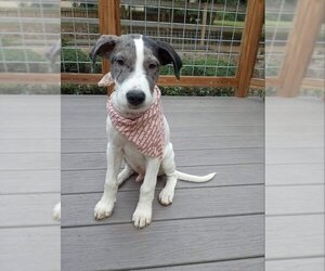 Labrador Retriever-Unknown Mix Dogs for adoption in Ball Ground, GA, USA
