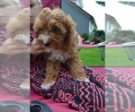 Puppy Echo Poodle (Miniature)