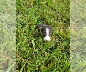 Pembroke Welsh Corgi Puppy for sale in RICHLAND, MO, USA
