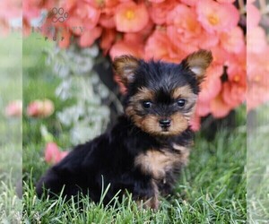 Yorkshire Terrier Puppy for sale in BIRD IN HAND, PA, USA