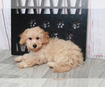Small Photo #5 Zuchon Puppy For Sale in MARIETTA, GA, USA