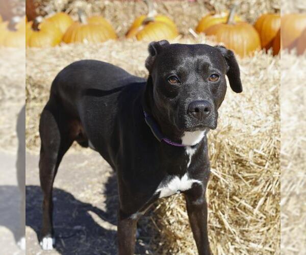 Medium Photo #1 Labrador Retriever-Unknown Mix Puppy For Sale in San Antonio, TX, USA