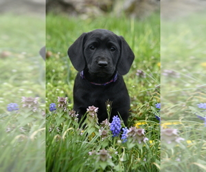 Dachshund-Golden Retriever Mix Puppy for sale in CHURCH HILL, TN, USA