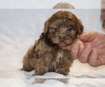 Small #3 ShihPoo