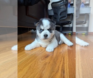 Siberian Husky Puppy for sale in MINEOLA, NY, USA