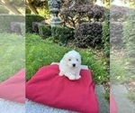 Small Photo #6 Maltese Puppy For Sale in HAYWARD, CA, USA
