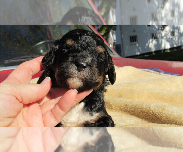 Medium Photo #4 Bernedoodle Puppy For Sale in BIG ROCK, IL, USA