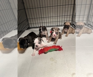 French Bulldog Puppy for sale in PARRISH, FL, USA