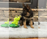 Small Photo #28 German Shepherd Dog Puppy For Sale in LENOIR, NC, USA